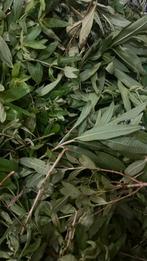 Verbena (aloysia), Tuin en Terras, Planten | Tuinplanten, Ophalen, Eenjarig, Overige soorten, Volle zon