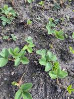 Aardbein planten, Tuin en Terras, Ophalen of Verzenden