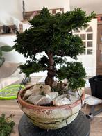 Hinoki bonsai starters materiaal, Ophalen of Verzenden, Overige soorten, Minder dan 100 cm
