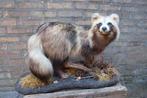 Opgezette wasbeer hond opgezet taxidermy, Ophalen, Wild dier, Opgezet dier