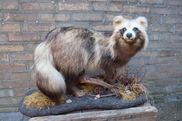 Opgezette wasbeer hond opgezet taxidermy beschikbaar voor biedingen