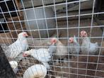 Sabelpoot kriel citroen porselein, Dieren en Toebehoren, Pluimvee, Meerdere dieren, Kip