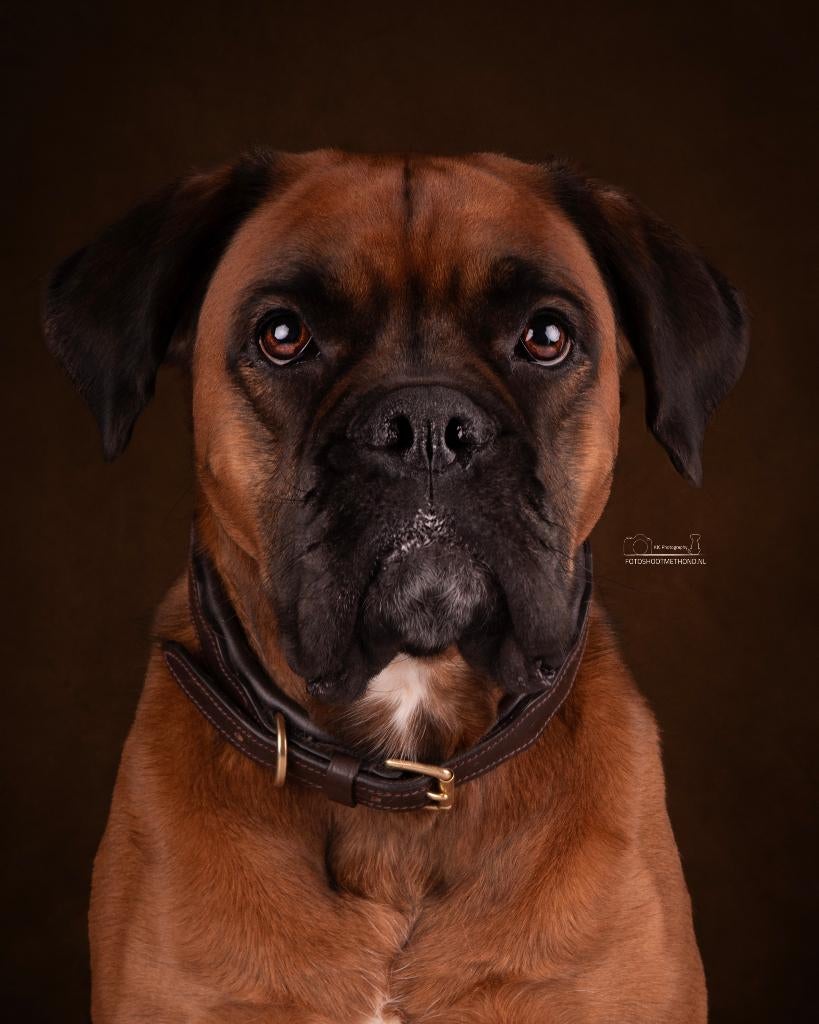 Studiofotografie bij Fotoshoot met Hond, Diensten en Vakmensen, Fotografen, Fotograaf, Komt aan huis