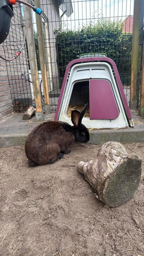 Gratis eenzaam konijn met hok en toebehoren, Dieren en Toebehoren, Konijnen, Groot, Mannelijk, 0 tot 2 jaar