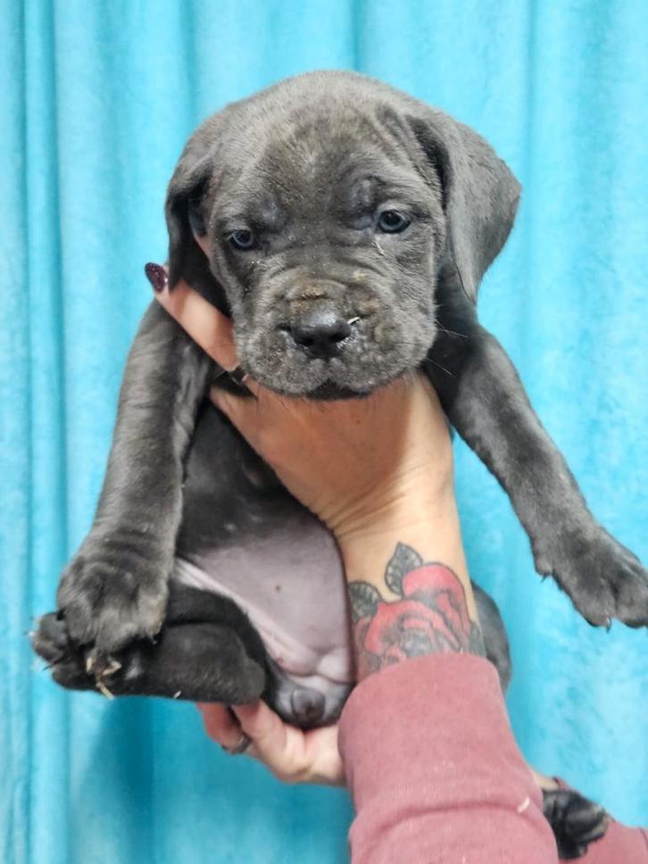 Cane corso pups❤️, Dieren en Toebehoren, Honden | Bulldogs, Pinschers en Molossers, Meerdere dieren, Overige rassen, Particulier