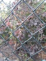 Hazelaar struik/boom en rode boom, Volle zon, Lente, 100 tot 250 cm, Overige soorten