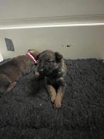 Mechelse herder puppy’s, Ophalen, Zo goed als nieuw