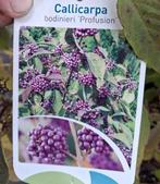 Callicarpa bodinieri profusion, paarse bessen struiken najaa, Ophalen, Overige soorten, Struik, Minder dan 100 cm