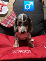 mooie korthaar teckel pups, Dieren en Toebehoren, Honden | Teckels en Dashonden, België, Fokker | Hobbymatig, Rabiës (hondsdolheid)