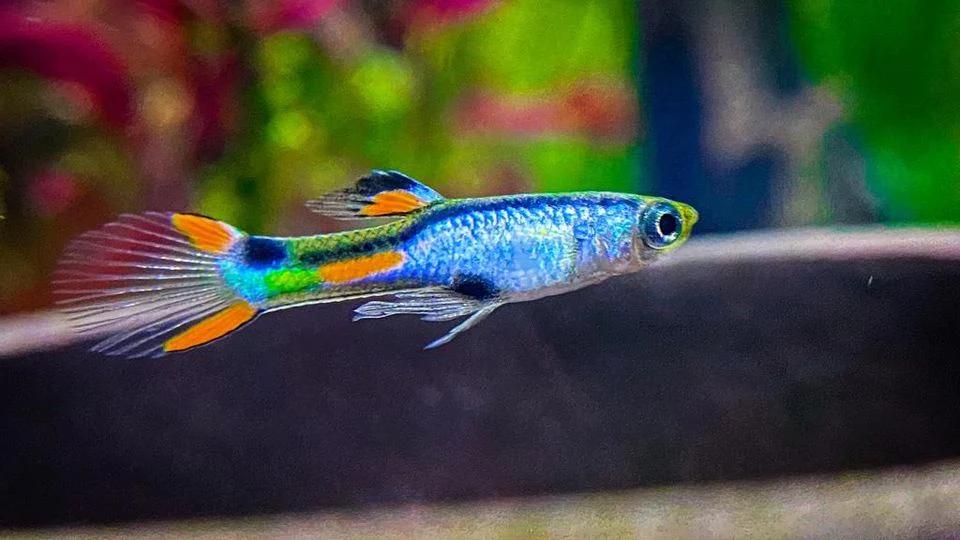 Endler El Silverado, Dieren en Toebehoren, Vis, Zoetwatervis