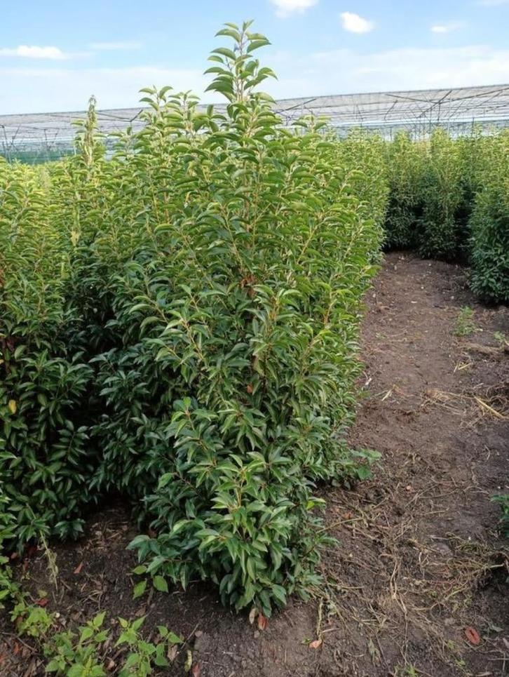 portugese laurier Met kluit van 160 tot 220 cm, Tuin en Terras, Planten | Struiken en Hagen, Laurier, 100 tot 250 cm, Ophalen of Verzenden