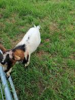 3kleurig bokje, Dieren en Toebehoren, Schapen, Geiten en Varkens, Mannelijk, Geit