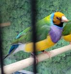 Koppel gouldamadines, Dieren en Toebehoren, Vogels | Overige Vogels, Meerdere dieren, Geringd