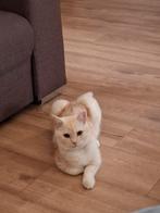 Creme Britse Korthaar, Dieren en Toebehoren, Katten en Kittens | Overige Katten, Kater