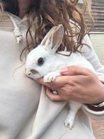 Klein rex konijntjes, Dieren en Toebehoren, Meerdere dieren, Klein, 0 tot 2 jaar