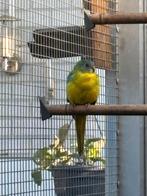 Turquoisine parkiet, Dieren en Toebehoren, Vrouwelijk, Parkiet