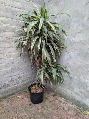 Yucca plant kamerplant  beschikbaar voor biedingen