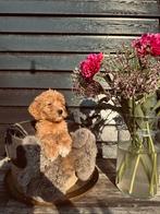 Labradoodle, Dieren en Toebehoren, Honden | Retrievers, Spaniëls en Waterhonden, Nederland, Overige rassen, CDV (hondenziekte)