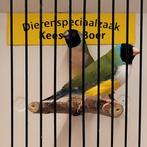 Koppel gould amadines, Dieren en Toebehoren, Vogels | Overige Vogels, Meerdere dieren