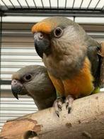 Jonge Baby Roodbuik Papegaaien | Nieuwsgierig | Handtam, Meerdere dieren, Papegaai, Pratend