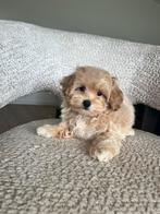 Premium maltipoo f1 reutje micro, Dieren en Toebehoren, Poedel, Particulier, Rabiës (hondsdolheid), Reu