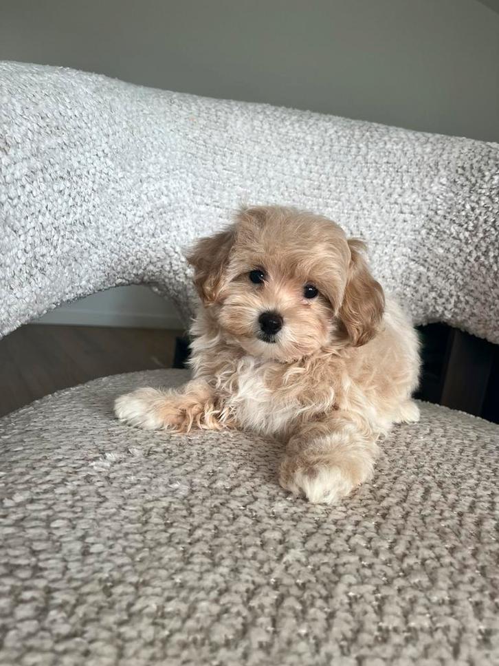 Premium maltipoo f1 reutje micro, Dieren en Toebehoren, Honden | Chihuahua's en Gezelschapshonden, Reu, Poedel, Particulier, Eén hond