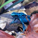 Dendrobates Tinctorius Azureus, Dieren en Toebehoren, Amfibie, 0 tot 2 jaar