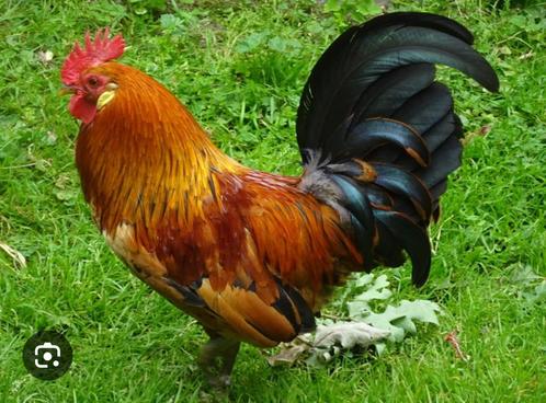 GRATIS 3 kippen en 2 hanen, Dieren en Toebehoren, Pluimvee, Kip, Meerdere dieren