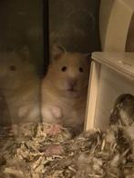 Syrische hamster inclusief toebehoren, Dieren en Toebehoren, Knaagdieren, Hamster, Februari, Vrouwelijk, Tam