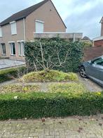 Vijgenboom, Bloeit niet, Overige soorten, 100 tot 250 cm, Ophalen