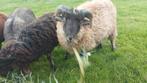 Oussant  ram, Dieren en Toebehoren, Schapen, Geiten en Varkens, Mannelijk, Schaap