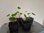 Te koop: Pannenkoekplant, Huis en Inrichting, Kamerplanten, Ophalen, Overige soorten, Minder dan 100 cm