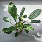 Philodendron Green Princess op hydrocultuur, Ophalen of Verzenden, Overige soorten, Minder dan 100 cm