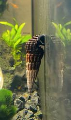 Tylomelania – Patriarchalis, Dieren en Toebehoren, Slak of Weekdier, Zoetwatervis