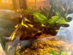 Prachtige gele garnalen uit gezond aquarium, Dieren en Toebehoren, Kreeft, Krab of Garnaal, Zoetwatervis, Schoolvis