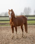 Superlieve toekomst topper b pony, Dieren en Toebehoren, Pony's, Met stamboom, Ruin, Springpony, Zadelmak