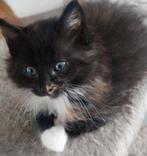 Maine Coon kittens klaar voor vertrek, Dieren en Toebehoren, Katten en Kittens | Raskatten | Langhaar, Meerdere dieren