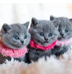 100% raszuivere Britse korthaar, Dieren en Toebehoren, Katten en Kittens | Raskatten | Korthaar, Ontwormd