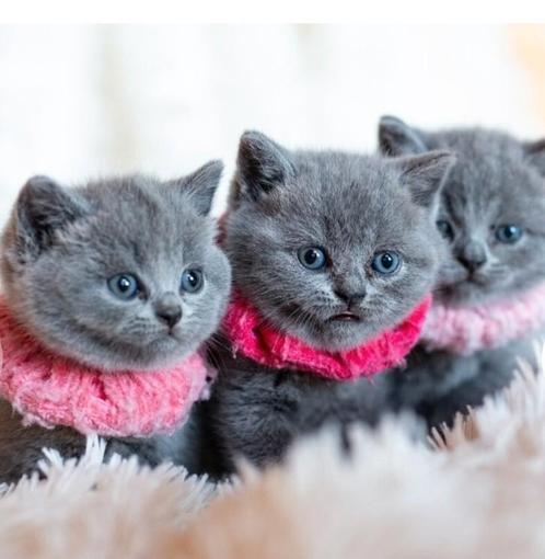 100% raszuivere Britse korthaar, Dieren en Toebehoren, Katten en Kittens | Raskatten | Korthaar, Ontwormd