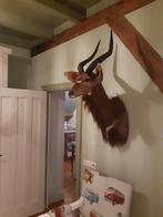 prachtige nyala, Ophalen of Verzenden, Zo goed als nieuw, Wild dier, Gewei of Kop