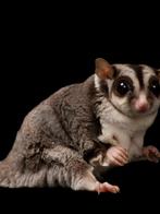 Sugarglider man met spoed weg, Dieren en Toebehoren, Overige Dieren, Mannelijk