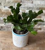 Lidcactus in pot, Huis en Inrichting, Minder dan 100 cm, Bloeiende kamerplant, Halfschaduw, Ophalen of Verzenden