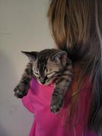 Snow Sepia/charcoal Bengaal kitten te koop., Dieren en Toebehoren, Katten en Kittens | Raskatten | Korthaar, Kater, 0 tot 2 jaar