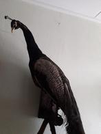 Opgezette pauw op sokkel., Verzamelen, Dierenverzamelingen, Ophalen, Gebruikt, Vogel, Opgezet dier