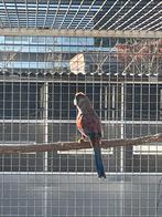 Rode bleu bonnet.   Ruilen., Vrouwelijk, Parkiet