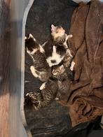 5 kittens geboren op 16-juli-2025, Dieren en Toebehoren, Katten en Kittens | Overige Katten, Meerdere dieren, Kortharig, 0 tot 2 jaar