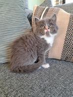 Te Koop lieve kruizing langharige ragdoll kittens., Dieren en Toebehoren, Katten en Kittens | Overige Katten, Meerdere dieren