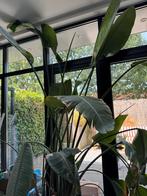 Grote Strelitzia Nicolai, Huis en Inrichting, Kamerplanten, Ophalen, 200 cm of meer, Overige soorten, In pot