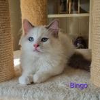 Super lieve Ragdoll kittens, Dieren en Toebehoren, Katten en Kittens | Raskatten | Langhaar, Meerdere dieren, Gechipt, 0 tot 2 jaar