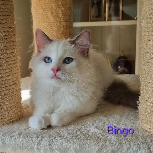 Super lieve Ragdoll kittens, Dieren en Toebehoren, Katten en Kittens | Raskatten | Langhaar, Meerdere dieren, 0 tot 2 jaar, Gechipt